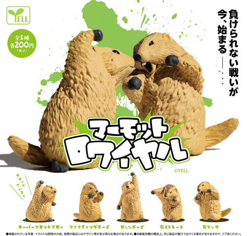 打架土撥鼠