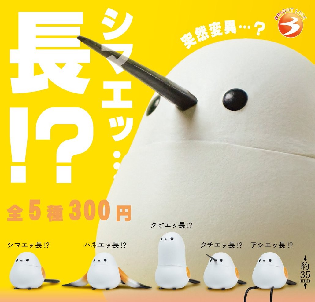 奇怪長尾山雀