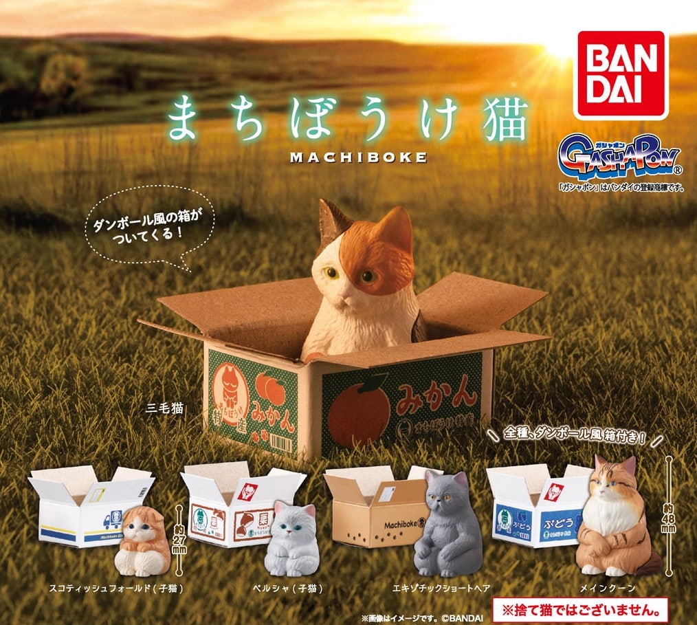 等待紙箱貓貓（單售）