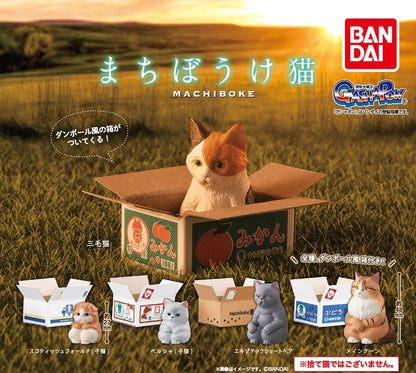 等待紙箱貓貓（單售）