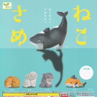 貓鯊魚（單售）